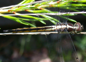 Slaty Skimmer